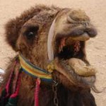 The Coronacrash and Oil War Infect Middle East Markets-Saudi Arabia down 8.3%
